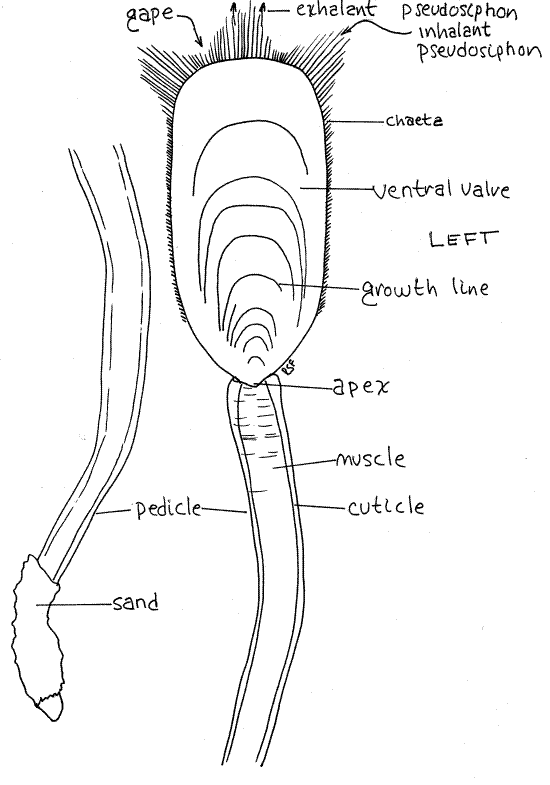 Lingula (brachiopod) Untitled 1