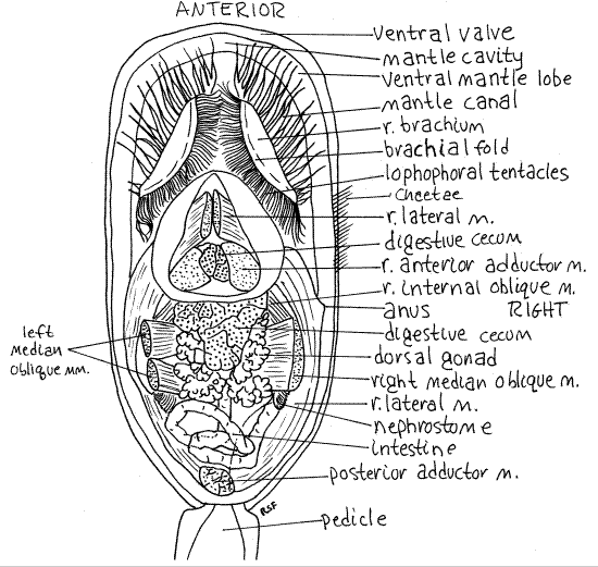 Lingula (brachiopod) Untitled 1