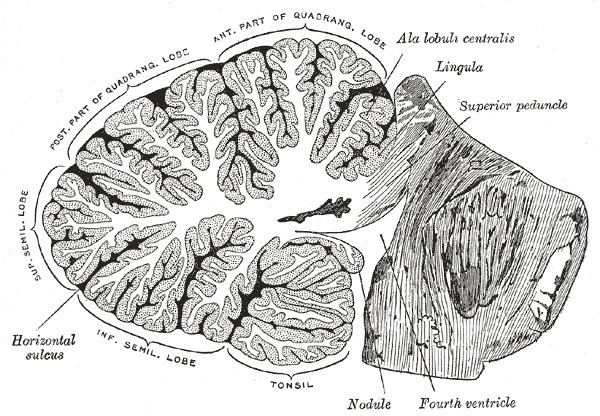 Lingula of cerebellum