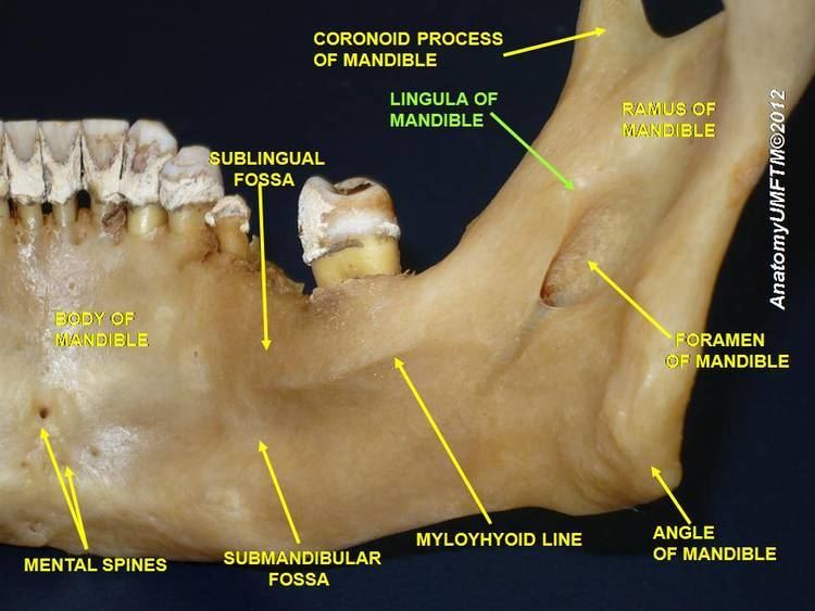 Lingula of mandible