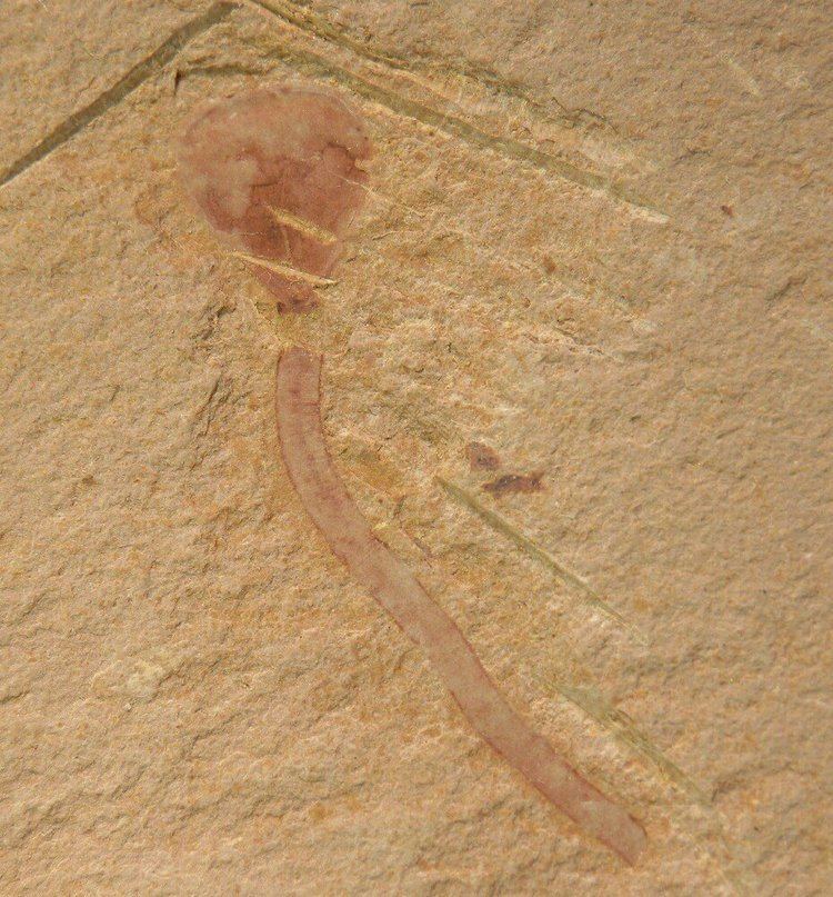 Lingulella Lingulella chengjiangensis Chengjiang Brachiopod Fossils