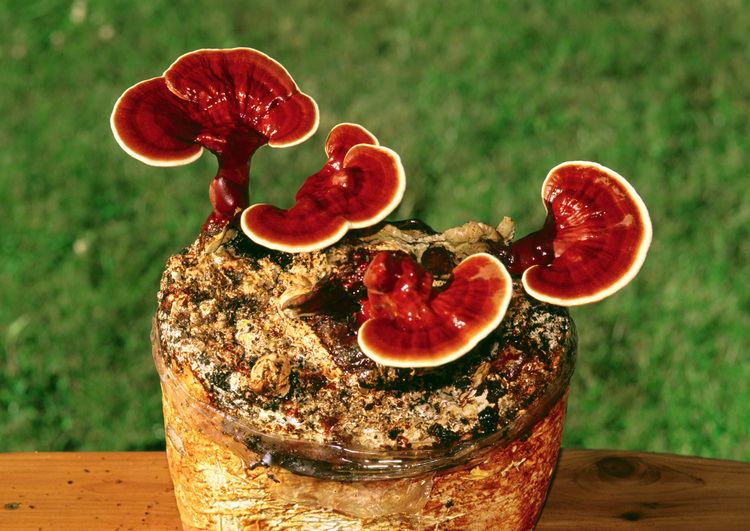 Lingzhi mushroom ReishiLingzhi Ganoderma lucidum and Ganoderma tsugae