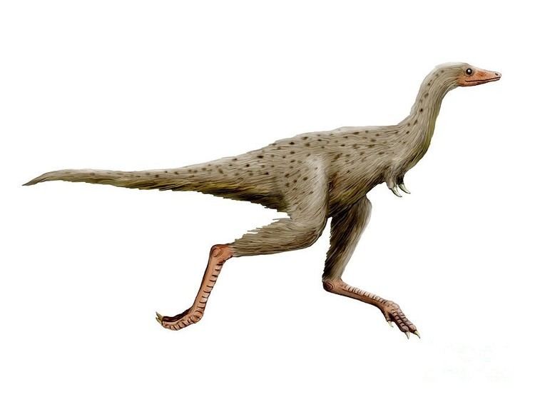 Linhenykus Linhenykus Pictures amp Facts The Dinosaur Database