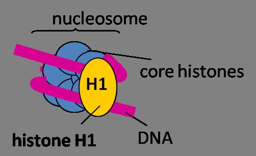 Linker histone H1 variants