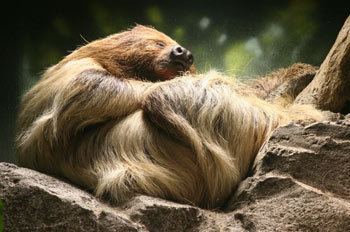 Linnaeus's two-toed sloth Linnaeus39s TwoToed Sloth The Animal Files
