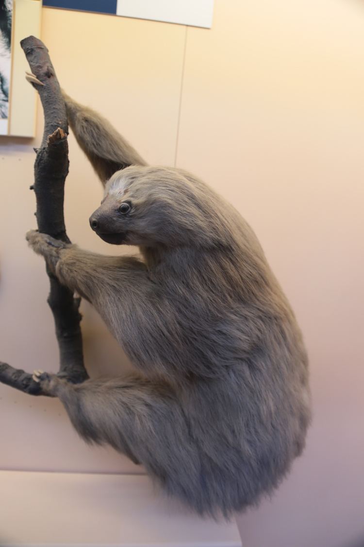 Linnaeus's two-toed sloth httpsuploadwikimediaorgwikipediacommons55