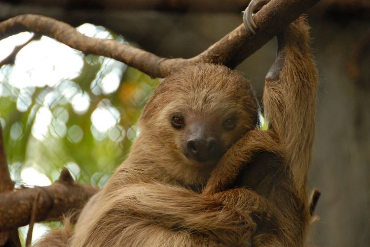 Linnaeus's two-toed sloth Linnaeus39s Twotoed Sloth Choloepus didactylus quotYou talk Josh