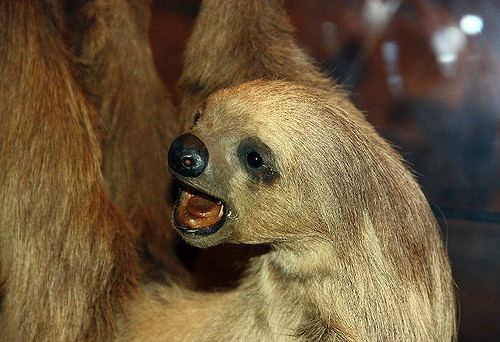 Linnaeus's two-toed sloth Linnaeus39s TwoToed Sloth Choloepus didactylus DianesDigitals