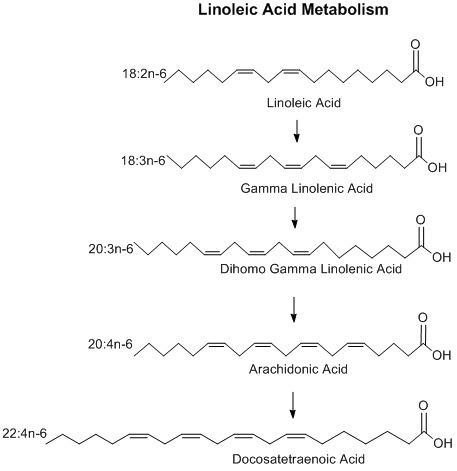 Linoleic acid httpsuploadwikimediaorgwikipediacommonsbb
