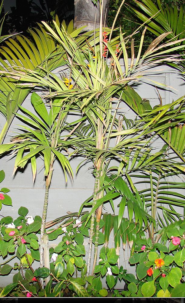 Linospadix minor Plants amp Flowers Linospadix minor
