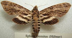 Lintneria eremitus httpsuploadwikimediaorgwikipediacommonsthu