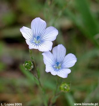 Linum bienne 8693jpg