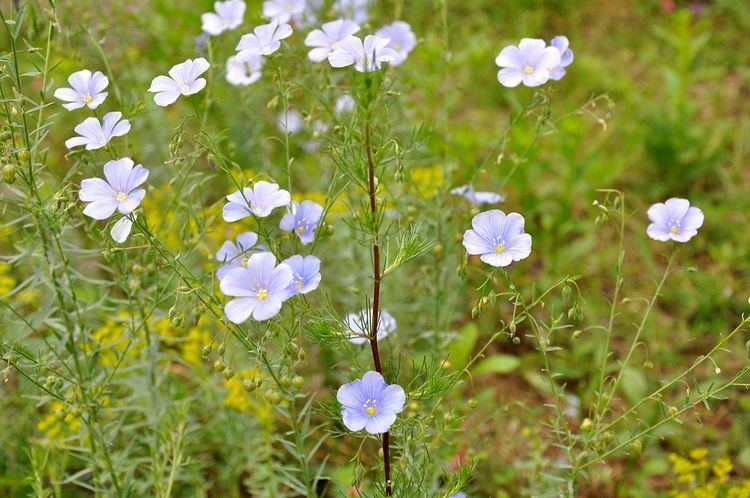 Linum bienne Linum bienne Wikiwand