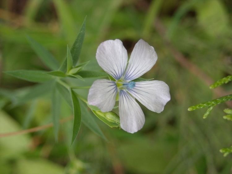 Linum bienne Flora Vascular Toda la informacin detallada sobre la Flora