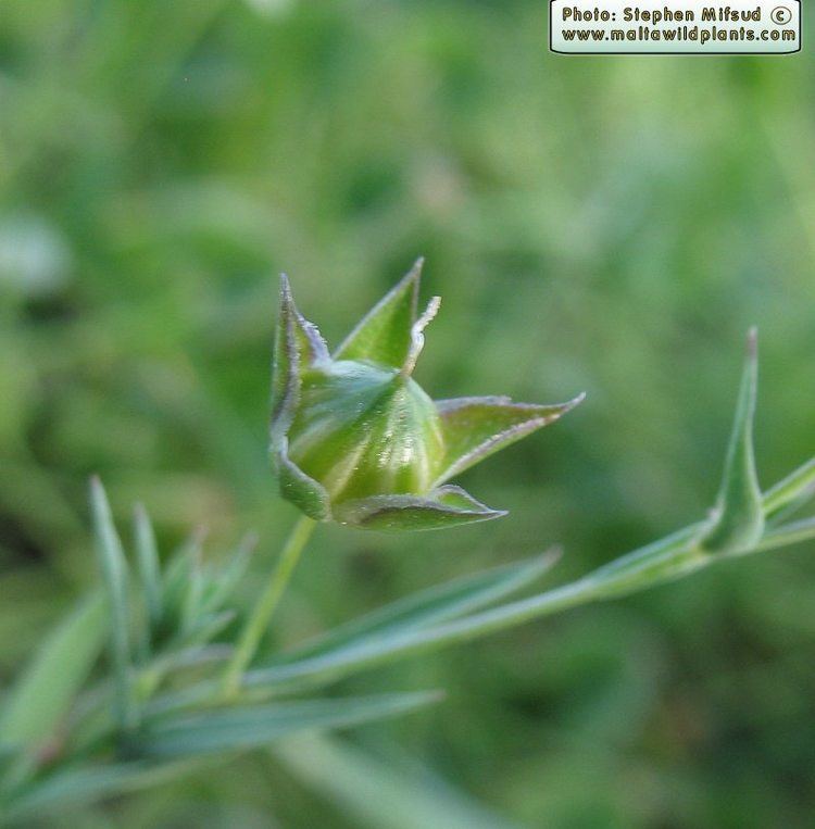 Linum bienne Wild Plants of Malta amp Gozo Plant Linum bienne Pale Flax