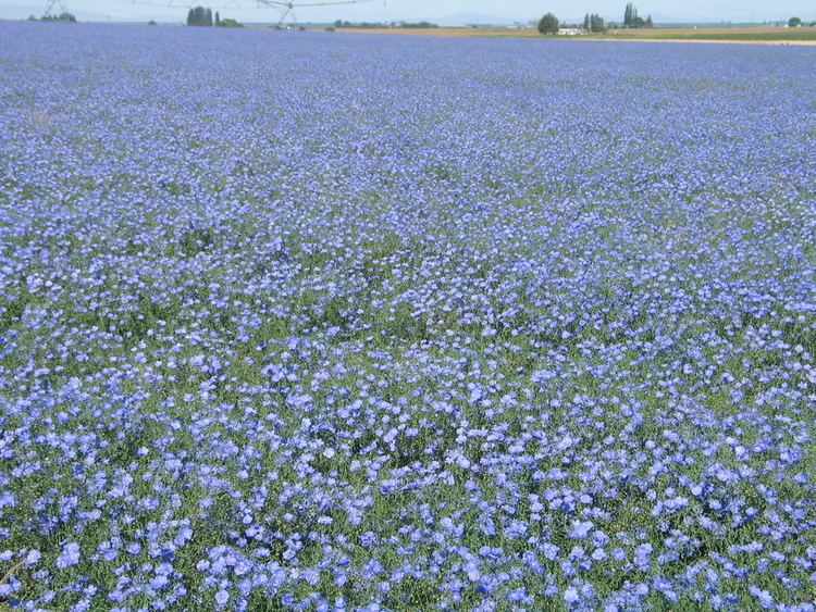 Linum perenne Linum perenne Blue flax LampH Seeds Pacific Northwest Local