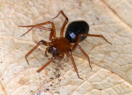 Linyphiidae Sheet web spiders