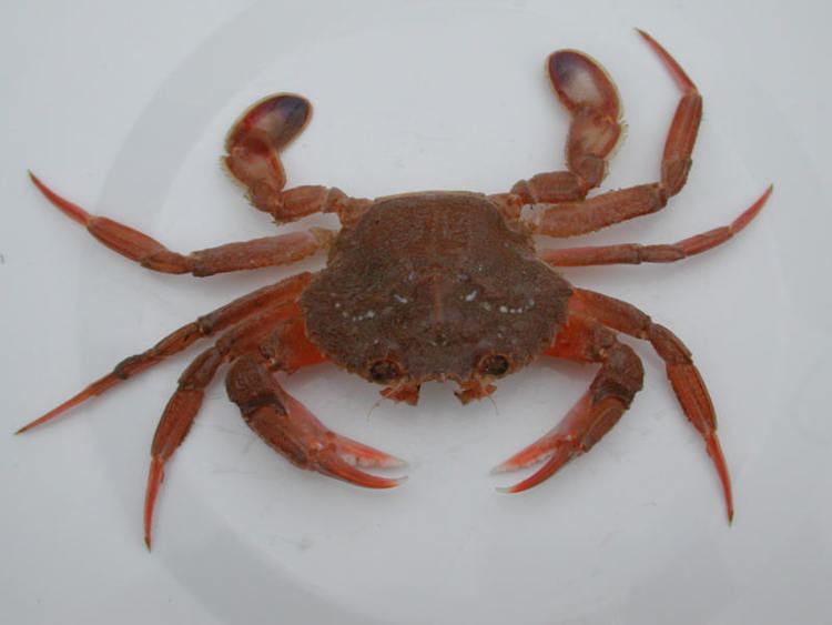 Liocarcinus depurator MarLIN The Marine Life Information Network Harbour crab