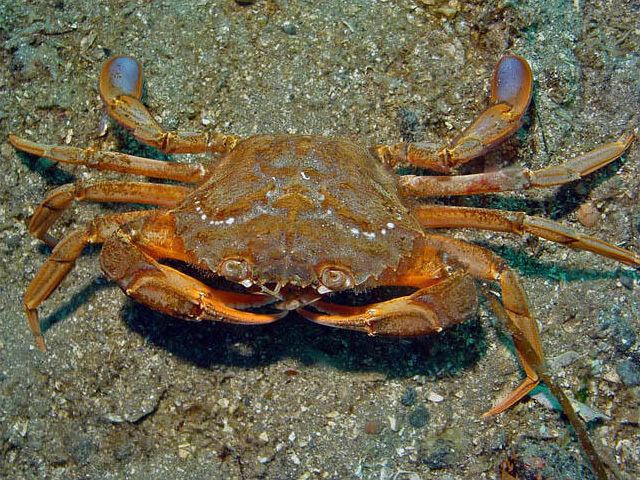 Liocarcinus depurator Blueleg Swimming Crab Liocarcinus depurator