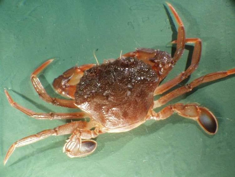 Liocarcinus depurator MarLIN The Marine Life Information Network Harbour crab