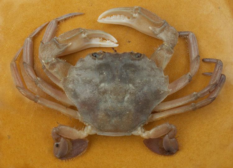 Liocarcinus vernalis Liocarcinus vernalis Grey swimming crab