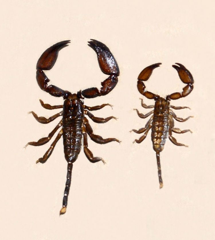 Hemiscorpiidae - Liocheles australasiae.JPG