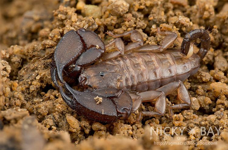 Liocheles australasiae Scorpion Liocheles australasiae DSC8480 Nicky Bay Flickr