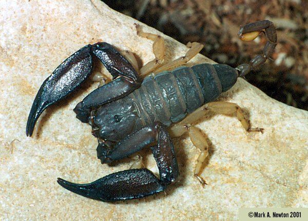 Liocheles the SPIRAL BURROW Scorpion Enthusiasts Species Library