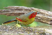 Liocichla httpsuploadwikimediaorgwikipediacommonsthu