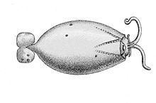 Liocranchia reinhardti httpsuploadwikimediaorgwikipediacommonsthu
