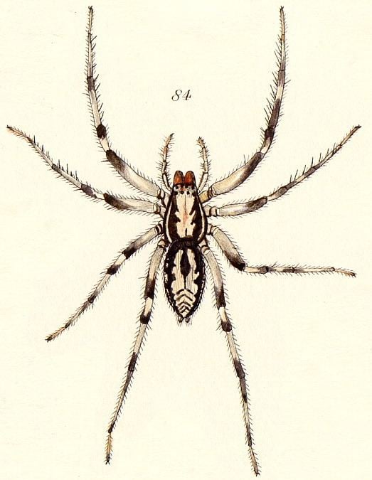 Liocranidae British spiders Liocranidae