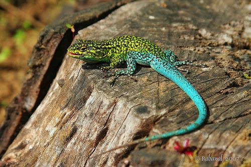 Liolaemus That Other Enormous New World Clade Of Lizards Liolaemus Anole Annals