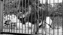 Lion, London Zoological Gardens httpsuploadwikimediaorgwikipediaenthumbc