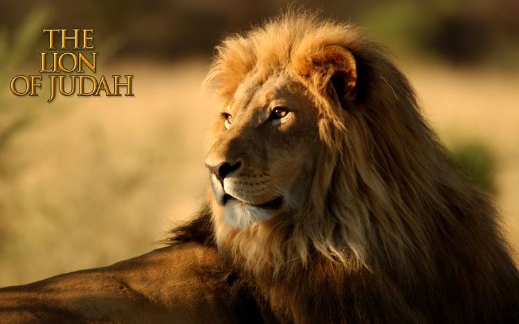 Lion of Judah Vision Lion of Judah SOJ Ministries