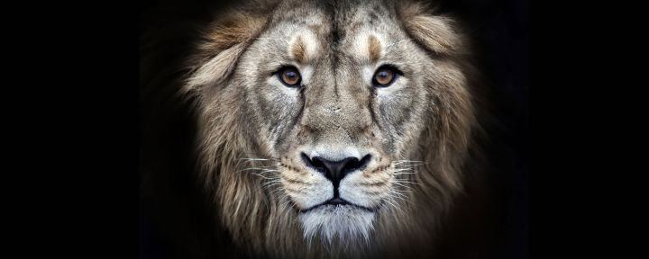 Lion of Judah Lion of Judah Revive Israel