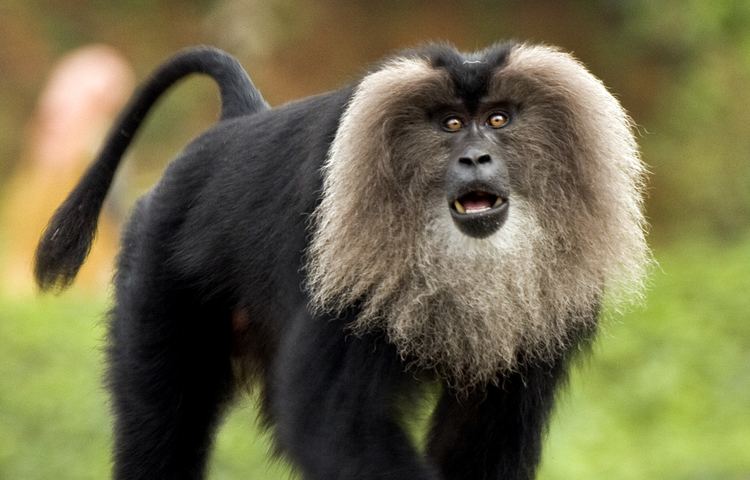 Lion-tailed macaque THE LION TAILED MACAQUE by Margi A on Prezi