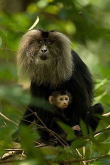 Lion-tailed macaque httpsuploadwikimediaorgwikipediacommonsthu