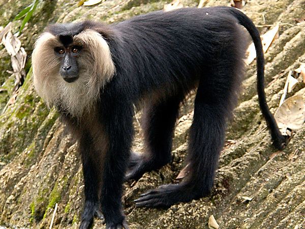 Lion-tailed macaque Liontailed MacaqueEndangered animals listOur endangered animals