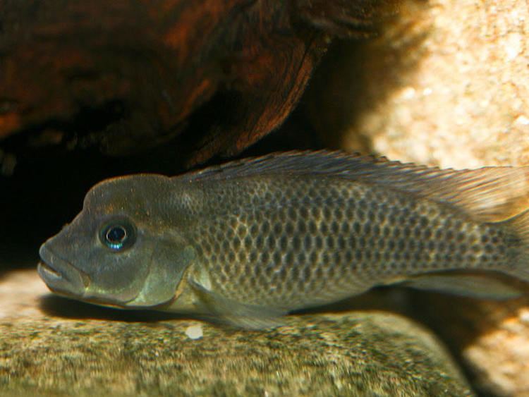 Lionhead cichlid Lionhead cichlid Steatocranus casuarius Fish Tanks and Ponds