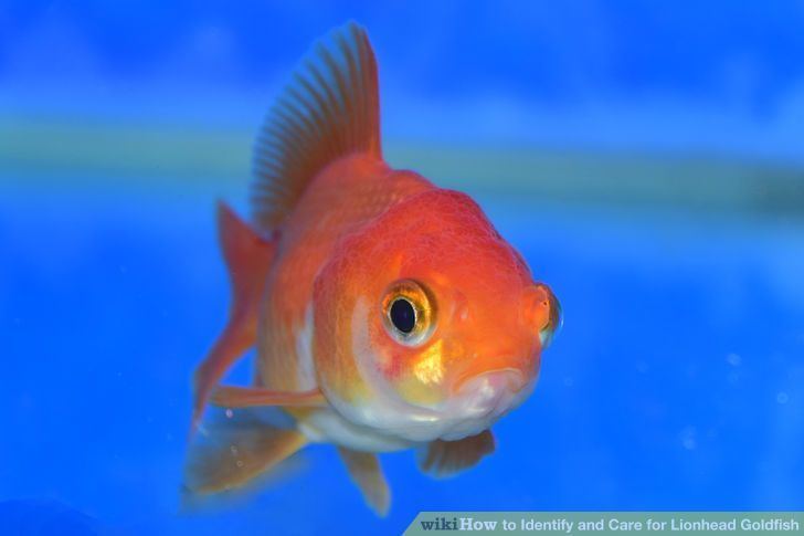 Lionhead (goldfish) 3 Ways to Identify and Care for Lionhead Goldfish wikiHow