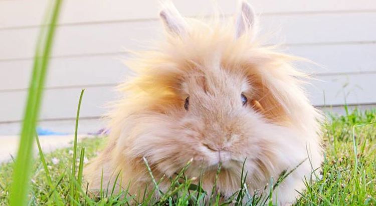 Lionhead rabbit Lionhead Rabbit How to Care Diet Lifespan FAQ With Pictures