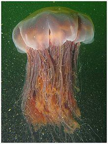 Lion's mane jellyfish Lion39s mane jellyfish Wikipedia