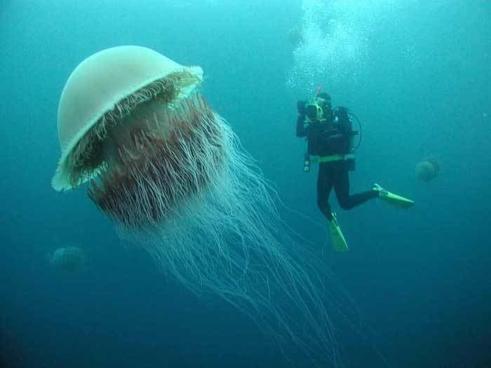 Lion's mane jellyfish The Lion39s Mane Jellyfish the largest jellyfish in the world pics