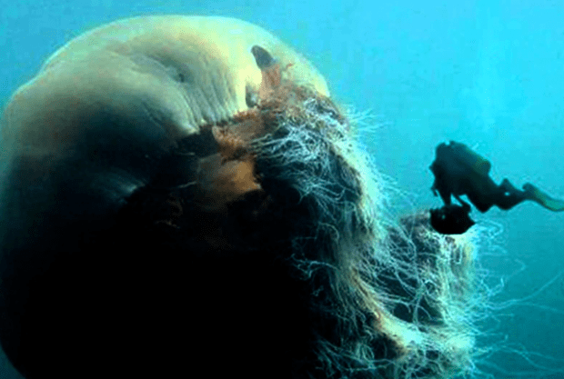 Lion's mane jellyfish 15 Facts About the Lion39s Mane Jellyfish Mental Floss