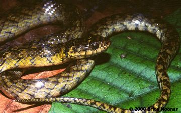 Liophis Liophis Last Stands