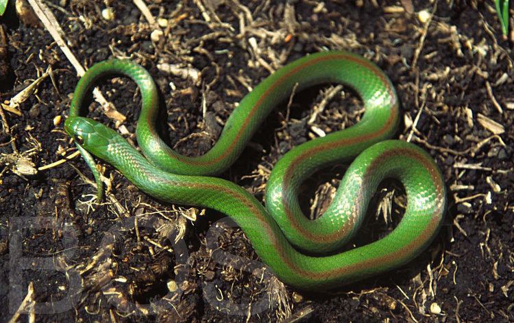 Liophis Liophis jaegeri southern Brazil Beautiful small snakes wi Flickr