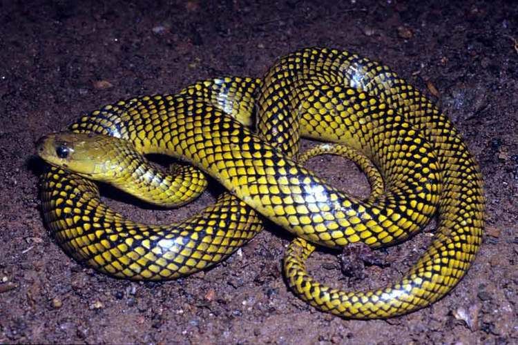 Liophis miliaris Serpentes Brasileiras Espcies Liophis miliaris Linnaeus 1758