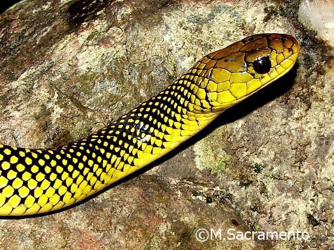 Liophis miliaris Erythrolamprus miliaris South American water snake Liophis miliaris