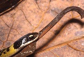 Liophis reginae httpsuploadwikimediaorgwikipediacommonsthu