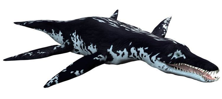 Liopleurodon Liopleurodon Liopleurodon Facts DK Find Out